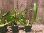 Miltonia spectabilis var. moreliana x sib (3.5” pot) - Image 6