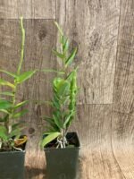 In Spike - Epidendrum (Sun Valley x Pacific Girl) x self (3.5” pot) - Image 5