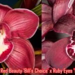 Cymbidium Red Beauty 'Bill's Choice' x Ruby Eyes 'Red Barron’ (5" pot)