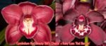 Cymbidium Red Beauty 'Bill's Choice' x Ruby Eyes 'Red Barron’ (5" pot)