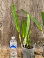 FRAGRANT- C. purpurata v. striata x sib (5” pot) - Image 4