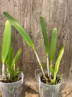 FRAGRANT- C. purpurata v. striata x sib (5” pot) - Image 5