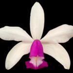 In Bloom Cattleya violacea semi- alba× sib (5” Pot)