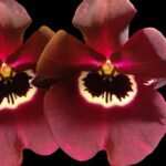 Triple Spikes Miltoniopsis Tome Yokoyama 'Red Berry' × Timberland 'Sunburst’ (3.5" pot)