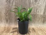 Dendrobium jonesii Blooming Size (3.5” Pot) - Image 7