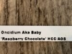 DOUBLE SPIKE - Oncidium Aka Baby ‘Raspberry Chocolate’ (3.5” pot) - Image 8