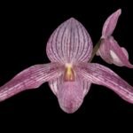 Paph. Delrosi (delenatil x rothschlidlenum) (2” pot)