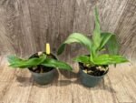 Phrag. Don Wimber (4.5" pot) - Image 3