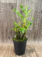 Dendrobium Tianmu Canary (4” pot) - Image 4