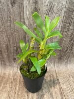 Dendrobium Tianmu Canary (4” pot) - Image 5