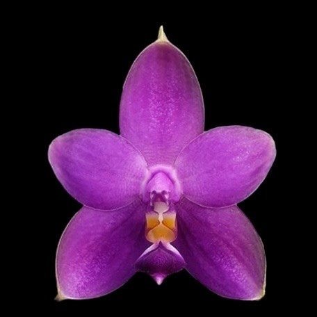 il_fullxfull.5932451424_93dp.jpg In Spike Fragrant - Phalaenopsis Samera var. blue x sib (3” Pot) - Image 1