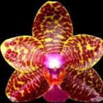 In Spike Fragrant Phalaenopsis Fragrant Phalaenopsis Sogo Pony (3” Pot)