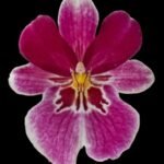 Triple Spikes Miltoniopsis Princess Diana ‘HOF’ (3.5" pot)