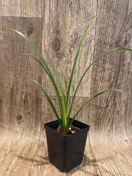 Cymbidium (Gold Rules x Lothar Pinkers) 'EI Retiro' 4n x (Mighty Tracey x Donovan) (3.5” pot)