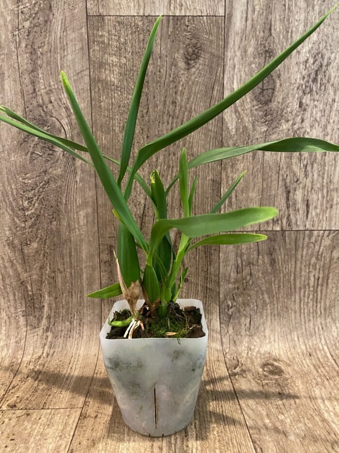 Fragrant - Prosthechea radiata ‘#1’ x radiata ‘NG’ (Encyclia) (BS, 3.5" pot) - Image 3
