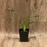 Cymbidium Frederick Mayer ‘Black Friday’ 4N x (Isabel Sander x Falling Passion) ‘Bert’ 2N (3.5” pot)