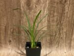 Cym. Ruth Kallman ‘New Horizon’ 4N x (Inasa x Minuet) 4N (3.5” pot) - Image 3