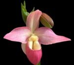 Phrag. QF Angel Wings (Incan Treasure × Grande) (4.5" pot) - Image 2