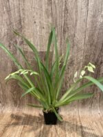 QUADRUPLE SPIKES Miltoniopsis Princess Diana (3.5" pot) - Image 2