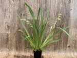 QUADRUPLE SPIKES Miltoniopsis Princess Diana (3.5" pot) - Image 5