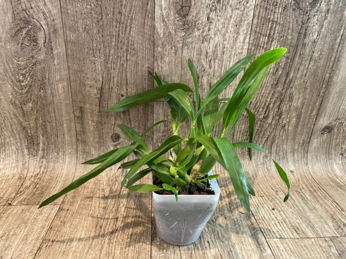 Fragrant - Prosthechea radiata x Prosthechea trulla (BS, 3.5" pot) - Image 4
