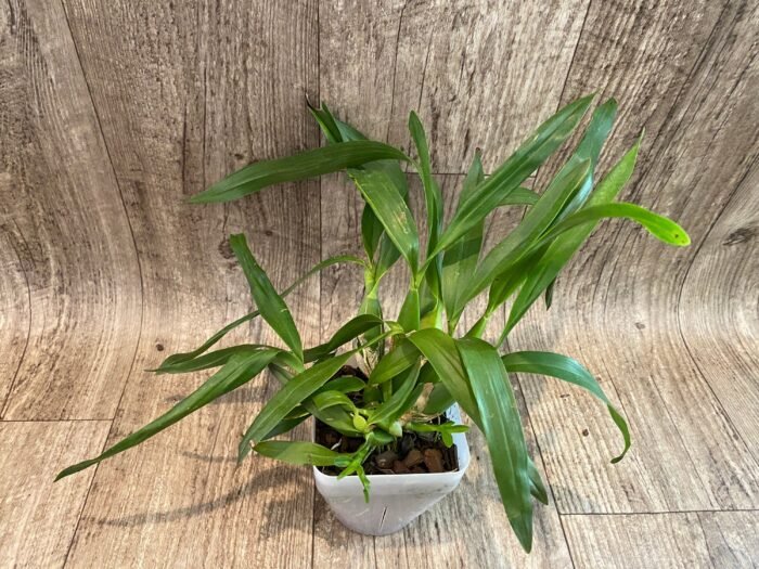 Fragrant - Prosthechea radiata x Prosthechea trulla (BS, 3.5" pot) - Image 5