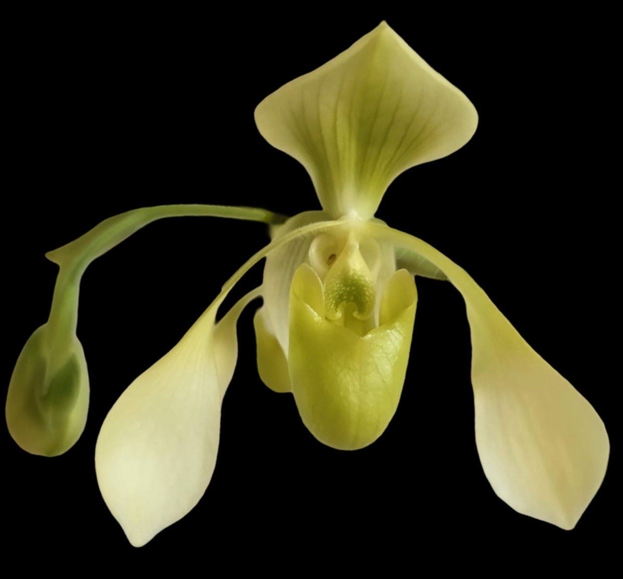 il_fullxfull.5944472480_6ro5.jpg Paphiopedilum QF Yellow Bird (Paph. Toni Stemple x lowii alba) (3.5” pot) - Image 1