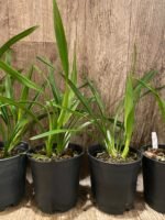 Cymbidium Vanessa Blues (5" pot) - Image 5