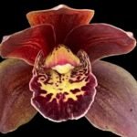 Cymbidium Blackbird's Cousin #4 x Rolling Stone 'Rusty Bucket' (5" pot)