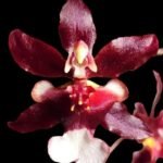 In Spikes Fragrant Oncidium Jairak Fragrance 'Bordeaux' (Twinkle x Yuan Nan Fragrant) (2.5” Pot)