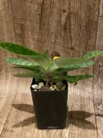 Paph. appletonianum x sib (BS 2” pot) - Image 5