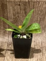 Paph. appletonianum x sib (BS 2” pot) - Image 6