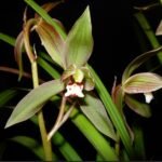 Fragrant Cymbidium goeringii v. longibracteatum × sib (3.5” Pot)