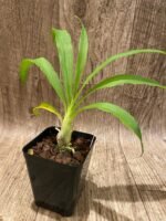 Fragrant Cycnodes Wine Delight FCC/AOS (3.5” Pot) - Image 7