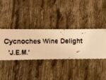Fragrant Cycnodes Wine Delight FCC/AOS (3.5” Pot) - Image 8