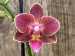 Multi Spikes Phalaenopsis I-Hsin Berry Cutie (3.5” Pot) - Image 2