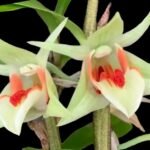 Dendrobium cruentum x sib Bloomng Size (2.5” pot)