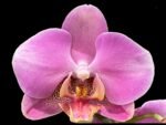 Phalaenopsis Double Spikes (4.5" pot)