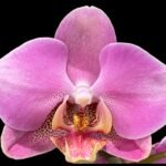 Phalaenopsis Double Spikes (4.5" pot)