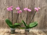 Phalaenopsis Double Spikes (4.5" pot) - Image 3