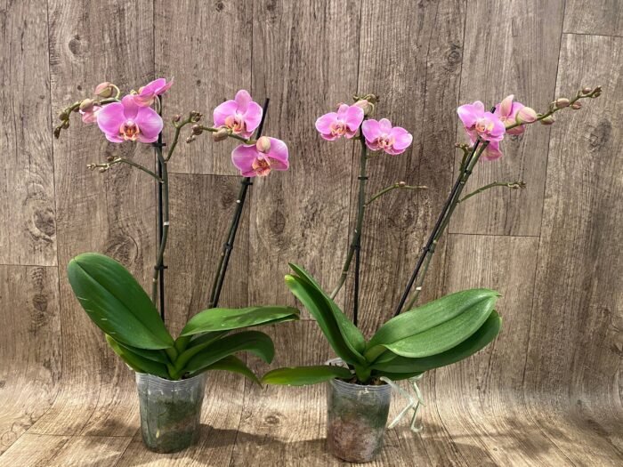 Phalaenopsis Double Spikes (4.5" pot) - Image 3