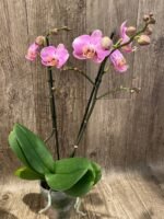 Phalaenopsis Double Spikes (4.5" pot) - Image 5