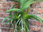Huge Vanda Kulwadee Fragrance 3 Spikes with 2 New Growths - Image 5