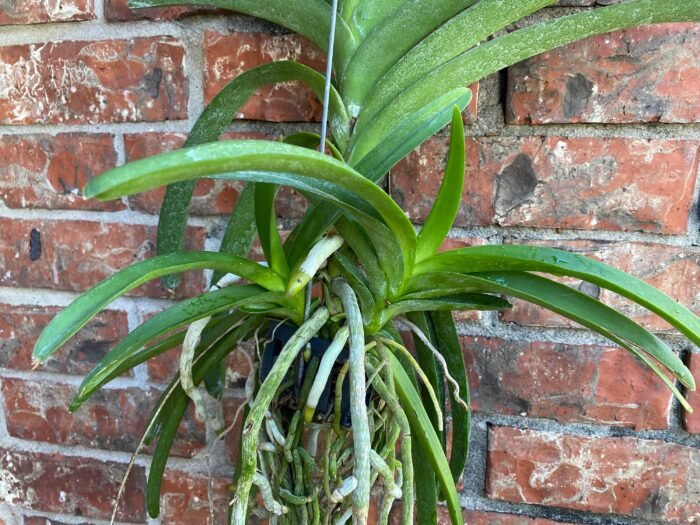 Huge Vanda Kulwadee Fragrance 3 Spikes with 2 New Growths - Image 5
