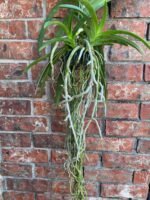 Huge Vanda Kulwadee Fragrance 3 Spikes with 2 New Growths - Image 7
