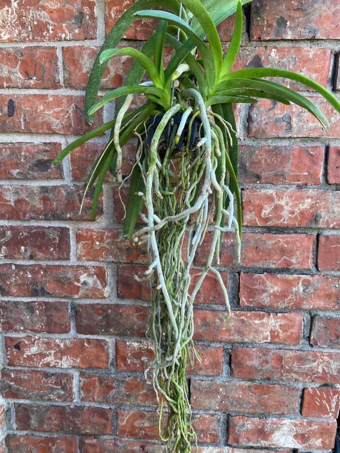 Huge Vanda Kulwadee Fragrance 3 Spikes with 2 New Growths - Image 7