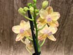 RARE Double Spikes Mini Phalaenopsis lost tag (3.5” pot) - Image 2