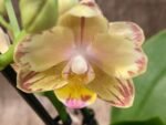 RARE Double Spikes Mini Phalaenopsis lost tag (3.5” pot) - Image 4