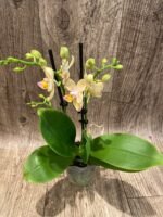 RARE Double Spikes Mini Phalaenopsis lost tag (3.5” pot) - Image 7
