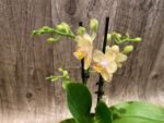 RARE Double Spikes Mini Phalaenopsis lost tag (3.5” pot) - Image 8